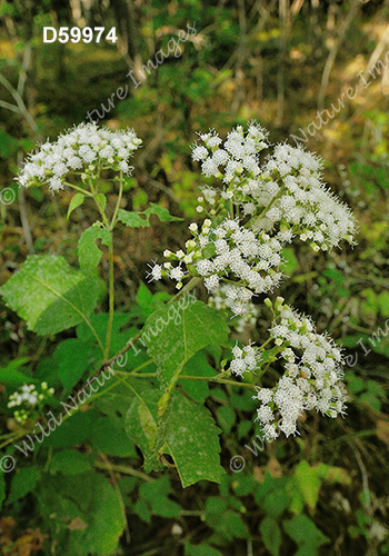 Ageratina altissima (White Snakeroot, Eupatorium rugosum)